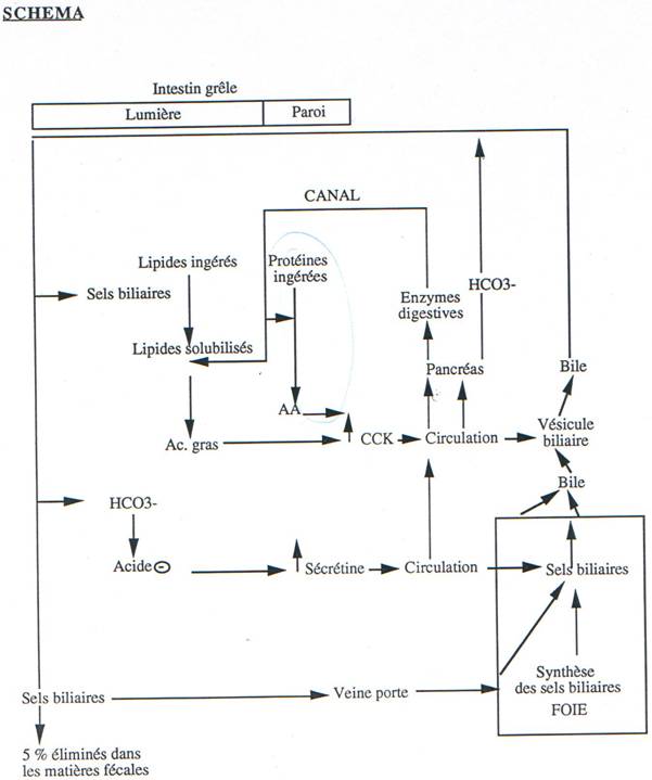 La Digestion 324