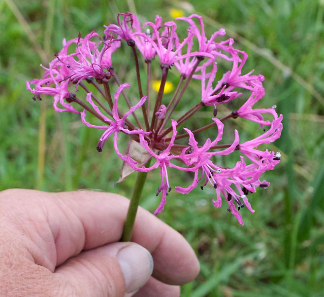 TÌNH YÊU CÂY CỎ ĐV4 Nerine_appendiculata1