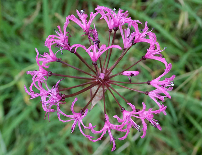 TÌNH YÊU CÂY CỎ ĐV4 Nerine_appendiculata2