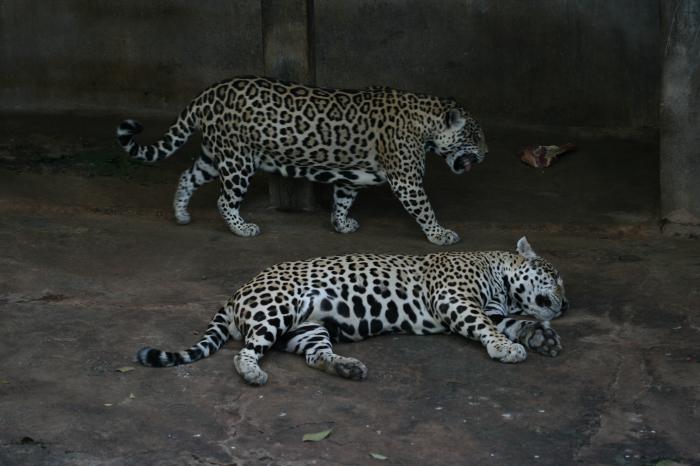 jaguar ou onça pintada 48364