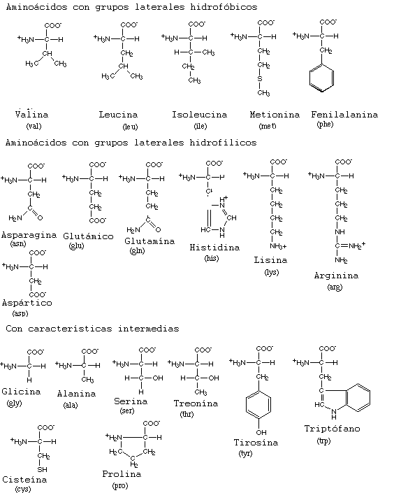 Tarea: 20 Aminoácidos (nombre y simbología) Aminoac2