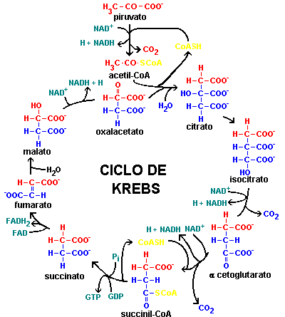 Unidad-I: OXIDACIONES BIOLÓGICAS (Cuestionario p/semana: 14-21 agosto, 2016) Tcaw