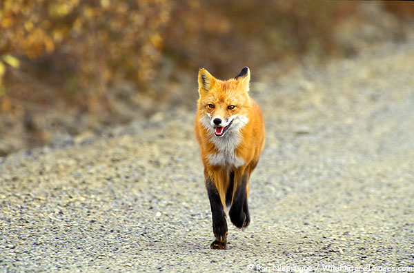 ...Lisica... Red-Fox-Road.