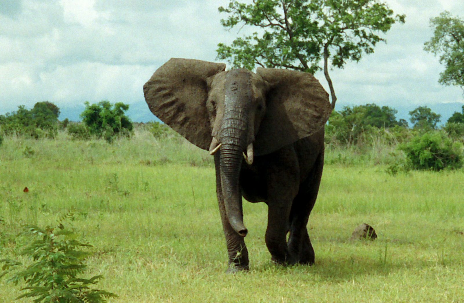 Zanimljivosti iz biologije Africki_slon1