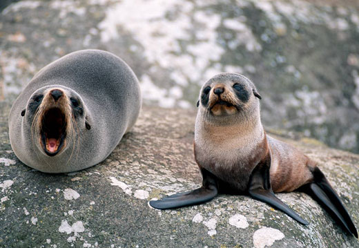  Mora i okeani Fur-seal-baby