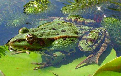 Zanimljivosti iz biologije Zaba_u_vodi