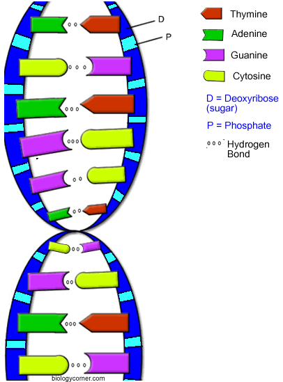 °_°*_°"&_*"" الحمض النووي : حقيبة الكروموزومات °_°*°_"&_*"" DNA-colored