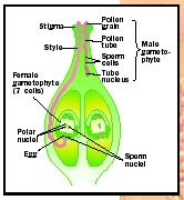 reproduction in plants Biol_04_img0394