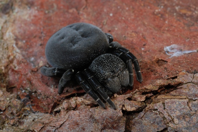 Salvan de la extincion a la araña ladybird spider Eresus-sandaliatus-00018