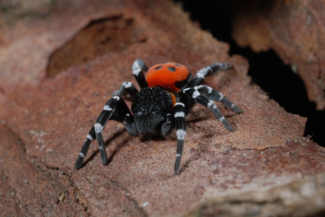Salvan de la extincion a la araña ladybird spider Eresus-sandaliatus-00037