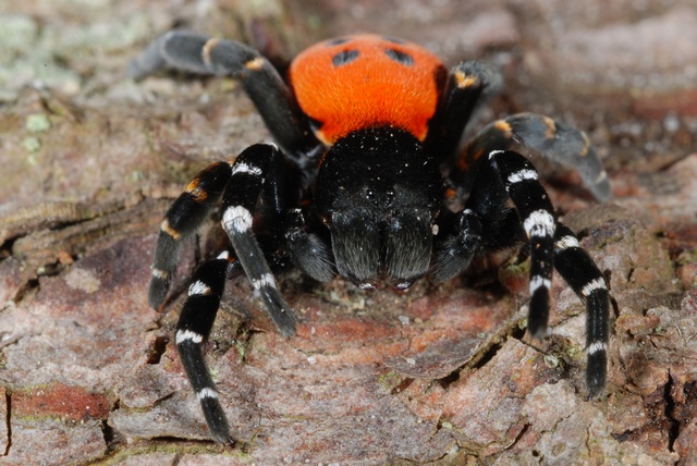 Salvan de la extincion a la araña ladybird spider Eresus-sandaliatus-00094