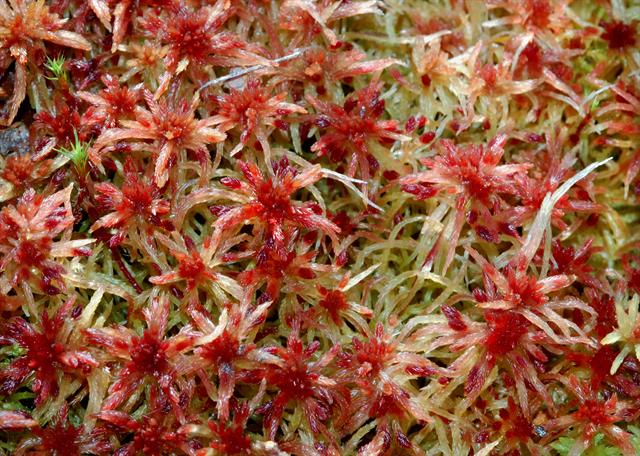 Sphagnum "Russowii" Ane-sphagnum-russowii-01600