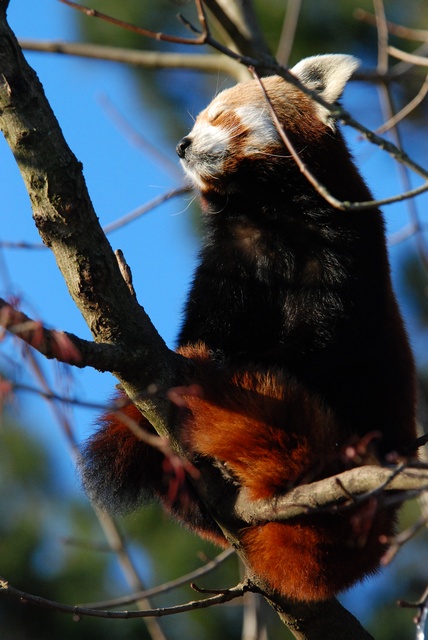 Le Petit Panda  Jcs-ailurus-fulgens-46435