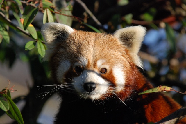 Le Petit Panda  Jcs-ailurus-fulgens-46440