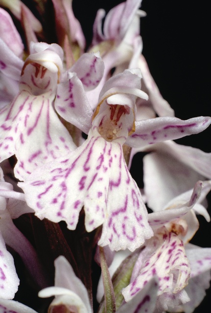 ORCHIS TACHETE (fleur,description,photos...) Jcs-dactylorhiza-maculata-ssp-maculata-5038