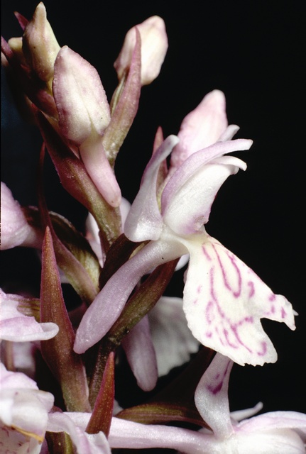 ORCHIS TACHETE (fleur,description,photos...) Jcs-dactylorhiza-maculata-ssp-maculata-5040