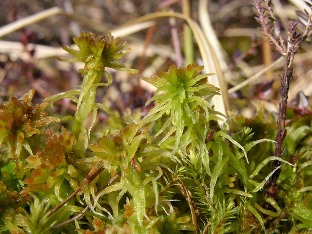 Sphagnum "Recurvum" Jcs-sphagnum-recurvum-23974