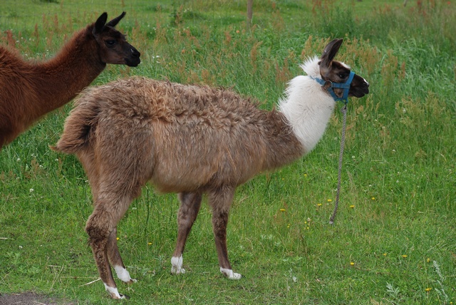 Et si ton personnage était un... ? Lama-glama-00006