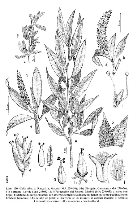 Ficha Plantas Medicinales: Sauce Blanco o Común. Salix_alba_FIL