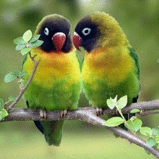 Esta es la Mascota de mi Familia Lovebirds_225