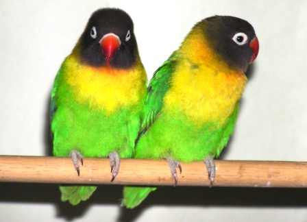 تربية طيور الحب انواعها وأسرارها (تربية وتفريخ) Masked%20lovebird%20pic