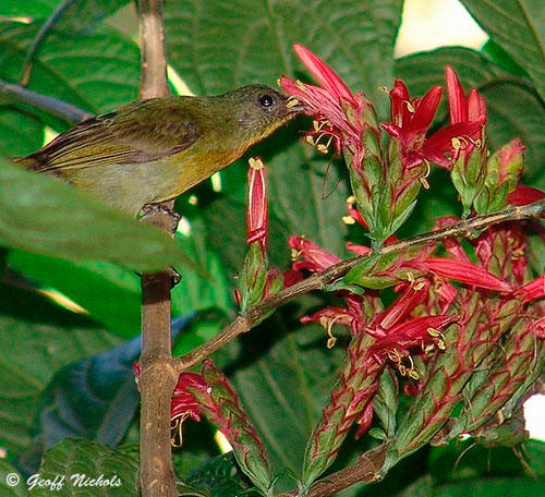       ( sunbird ) 26_red_sunbird_bush_2