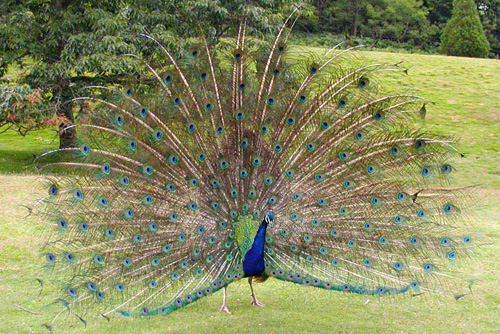 طاووس عجيب و ارنب كبير. ادهشاني كثيرا !!!! Indian_peacock