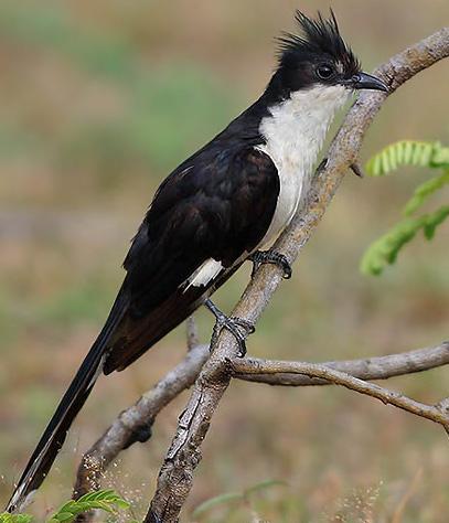 If you keep rubbing the kukubird, what will happen?? Pied_cuckoo