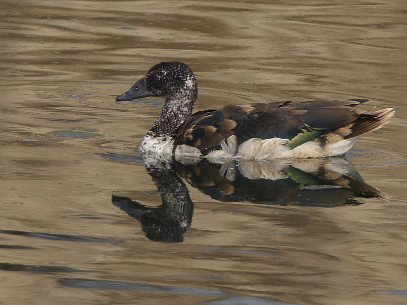 பறவைகளும் பெயர்களும்   - Page 7 Comb_duck