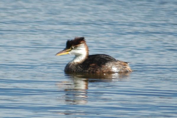 #La Tierra está a las puertas de la sexta extinción masiva de vertebrados#UNA CIVILIZACION SE JUZGA POR COMO TRATA A SUS ANIMALES Zambullidor%20del%20Titicaca