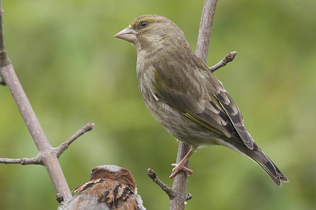 تقرير مفصل عن طائر الخضري Greenfinch7075