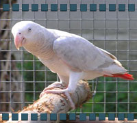 African Grey: Incomplete INO. Incomplete-ino