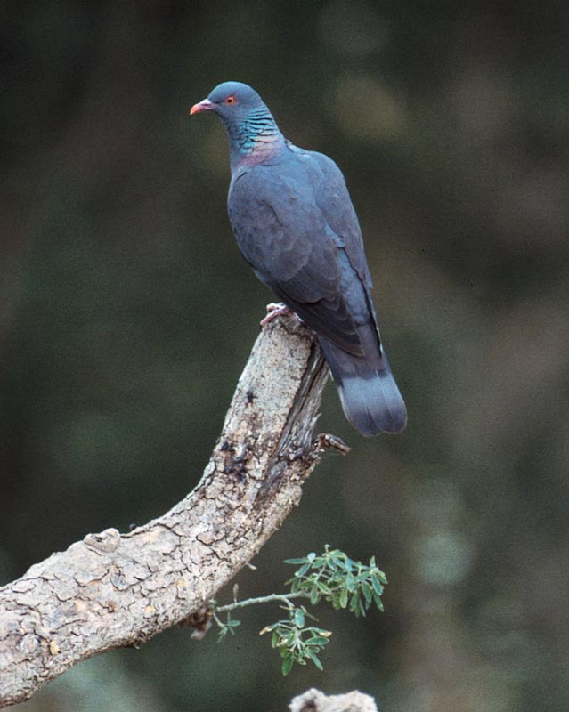 COLOMBA DI BOLLE' (Columba bollii) Ibaeurope_p33