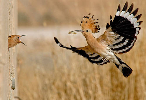 الهدهد Hoopoe_isreal.jpg