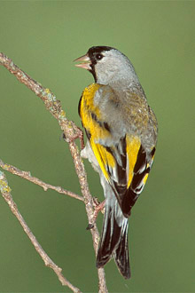  CARDUELIS LAWRENCEI Lago-5