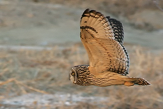 นกเค้าแมวหูสั้น Short-eared Owl  Short-eared-owl8878