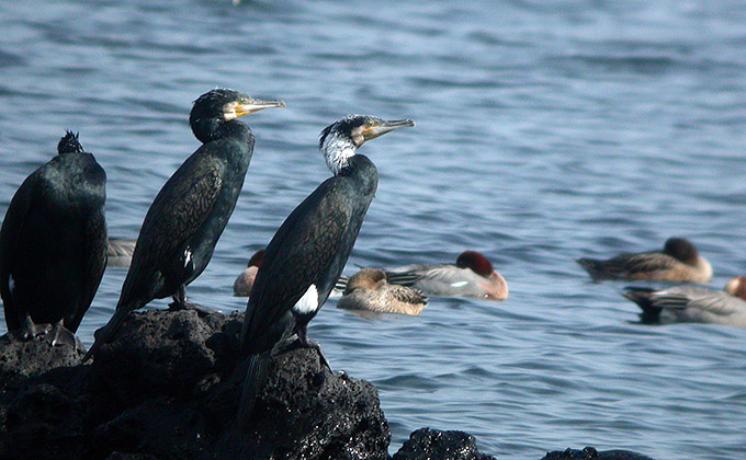 الغــــــاق  Great-Cormorant_NM