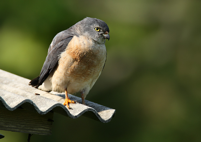 เหยี่ยวนกเขาพันธุ์ญี่ปุ่น Japanese Sparrowhawk. Accipiter gularis.  Chinese-Sparrowhawk_RN