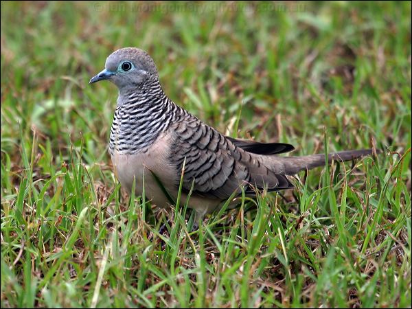 Geopelia golubii Peaceful_dove_06920