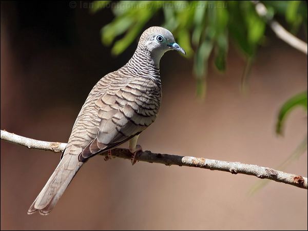 Geopelia golubii Peaceful_dove_61420