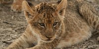 Un Lionceau flûtiste veut rp Lioncub_luangwa