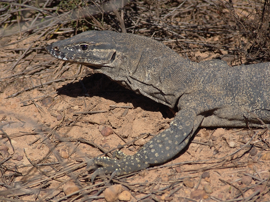 Quelques belles photos de varans... Varanus%20rosenbergi%202