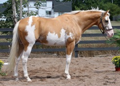 EX Skittles horses Satoaug2007%202a