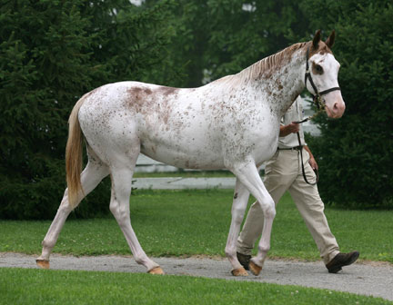 The Current horses in training Adorable%20half%20sister