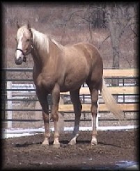 EX Skittles horses Angel11a