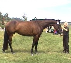 EX Skittles horses Fth15a