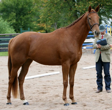 EX Skittles horses Jada%20RPSI%202008%20(4)x