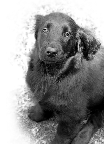 Gladkodlaki prinašalec [Flat coated retriever] - Page 3 Cava_5036