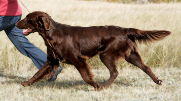 Gladkodlaki prinašalec [Flat coated retriever] - Page 3 Tinbietwomove