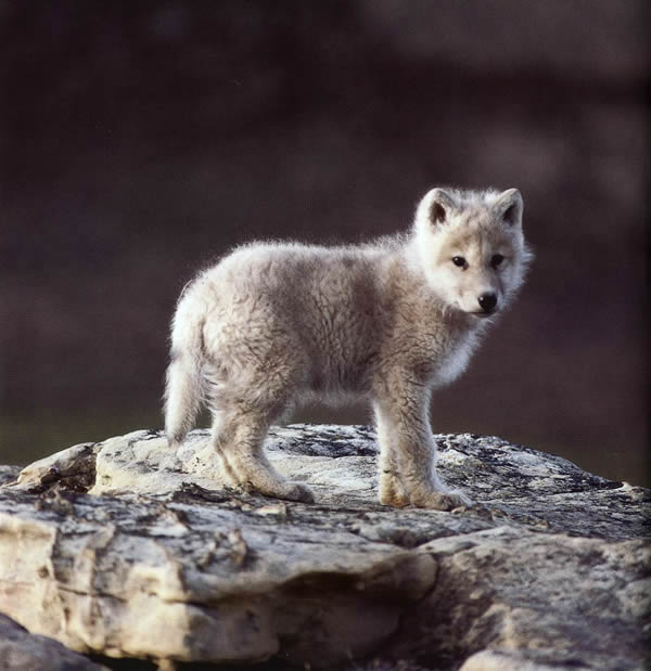 Your Wolf Pics - Page 6 Arctic%20wolf%20pup